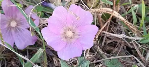 Foto dokumenter Alcea acaulis