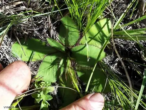 Foto dokumenter Alepidea natalensis