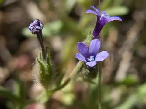 Foto dokumenter Allophyllum gilioides