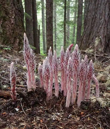 Foto dokumenter Allotropa virgata