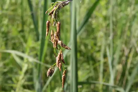Foto dokumenter Schoenoplectus heterochaetus