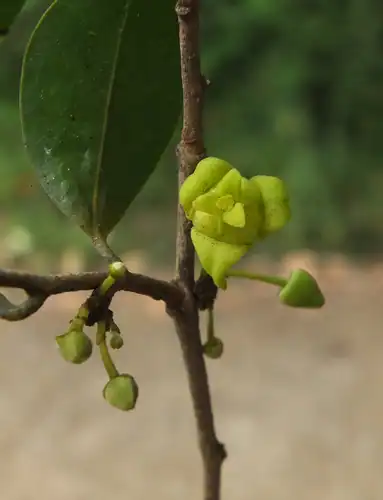 Foto dokumenter Alphonsea lutea