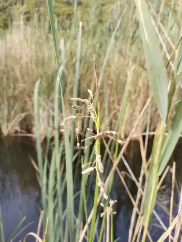 Foto dokumenter Schoenoplectus triqueter
