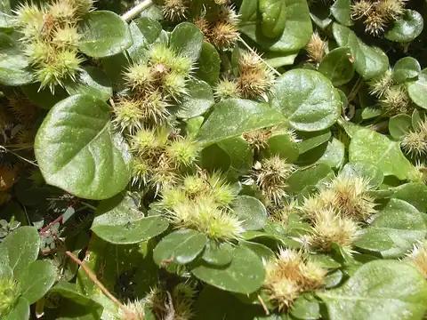 Foto dokumenter Alternanthera pungens