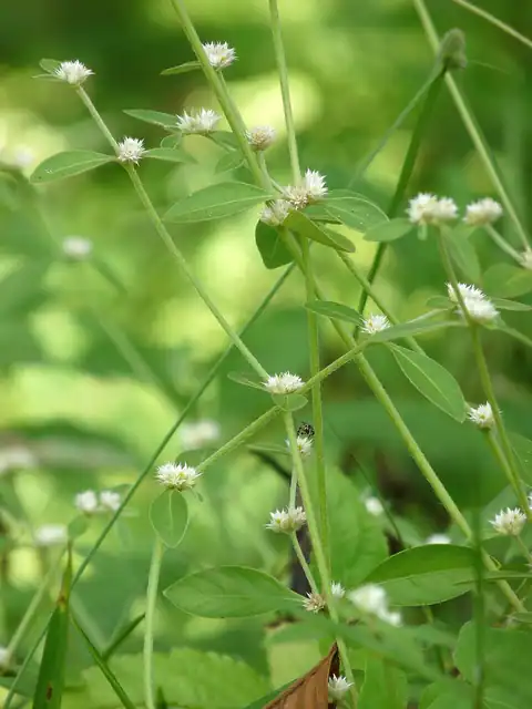 Foto dokumenter Alternanthera sessilis