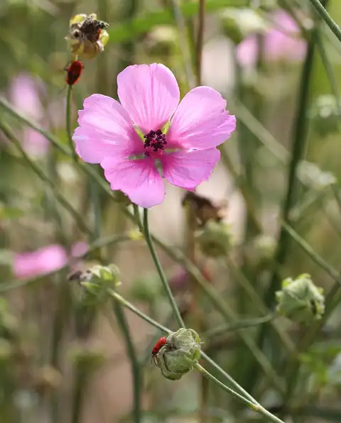 Foto dokumenter Althaea cannabina