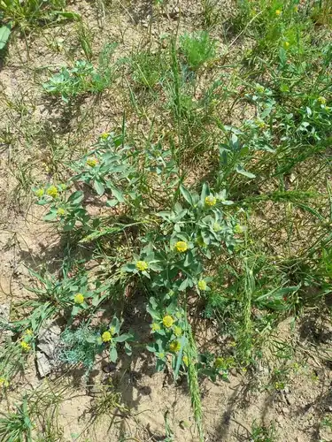 Foto dokumenter Alyssum dasycarpum
