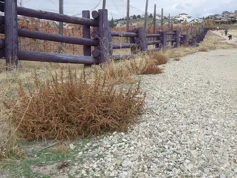 Foto dokumenter Amaranthus albus