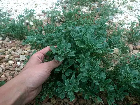 Foto dokumenter Amaranthus blitoides