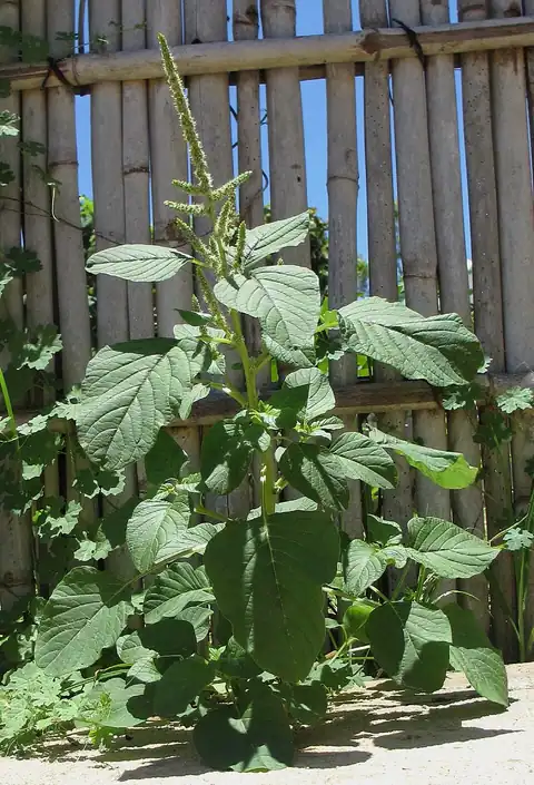 Amaranthus blitum, dicatat sumber sebagai Amaranthus blitum subsp. oleraceus.