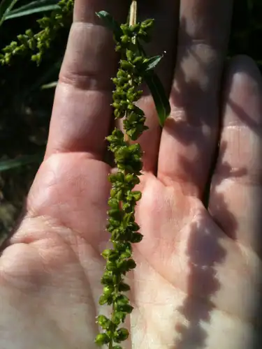Foto dokumenter Amaranthus cannabinus