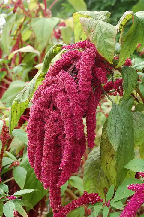 Foto dokumenter Amaranthus caudatus