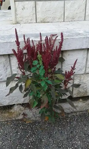 Foto dokumenter Amaranthus cruentus