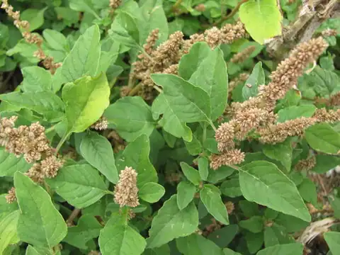 Foto dokumenter Amaranthus deflexus
