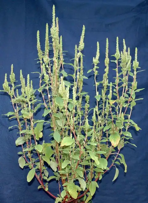 Foto dokumenter Amaranthus powellii