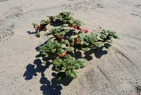 Foto dokumenter Amaranthus pumilus