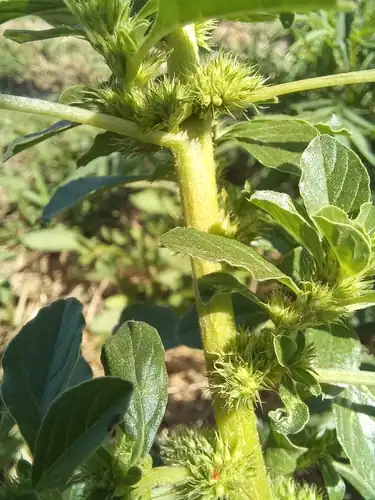 Foto dokumenter Amaranthus thunbergii