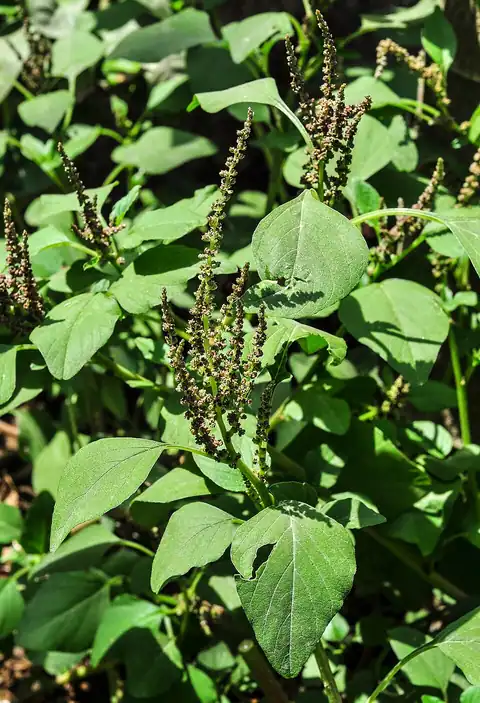 Foto dokumenter Amaranthus viridis