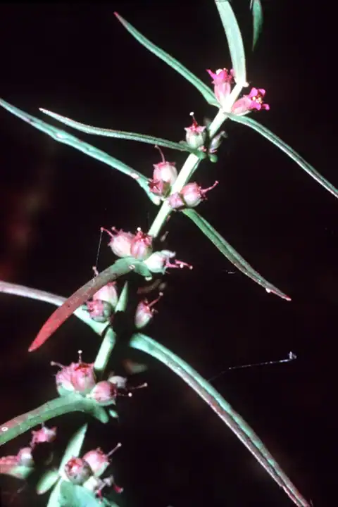 Foto dokumenter Ammannia coccinea