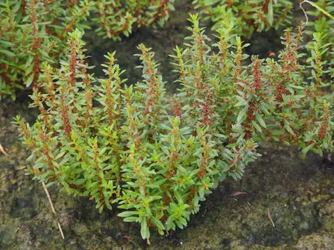 Foto dokumenter Ammannia multiflora