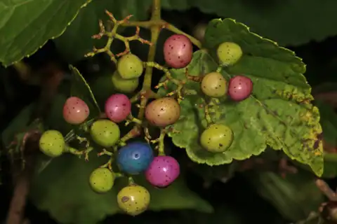 Foto dokumenter Ampelopsis glandulosa