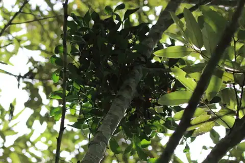 Foto dokumenter Amyema conspicua