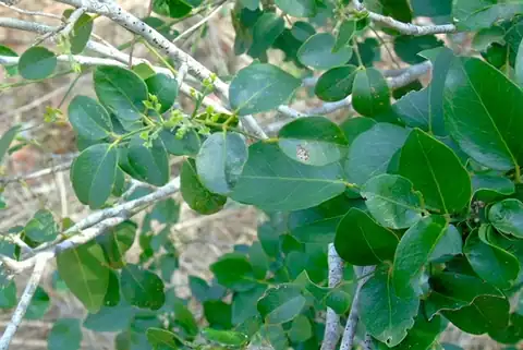 Foto dokumenter Amyris balsamifera
