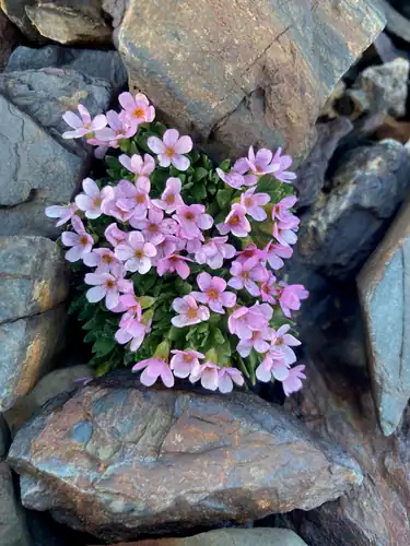 Foto dokumenter Androsace ciliata