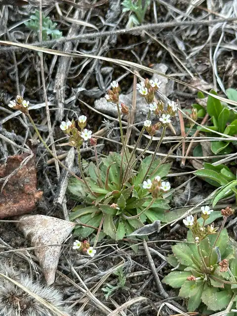 Foto dokumenter Androsace septentrionalis