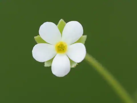 Foto dokumenter Androsace umbellata