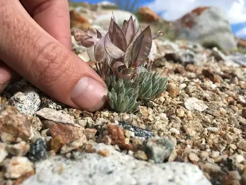 Foto dokumenter Anelsonia eurycarpa
