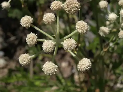 Foto dokumenter Angelica capitellata