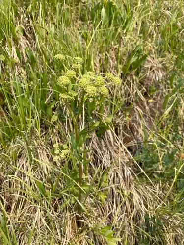 Foto dokumenter Angelica pinnata