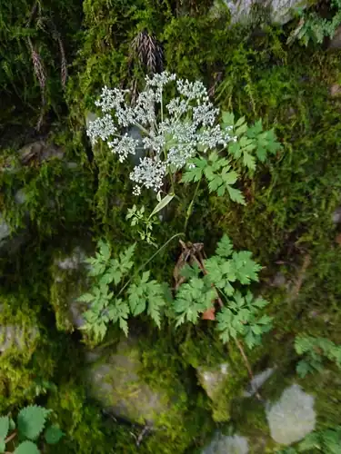 Foto dokumenter Angelica polymorpha
