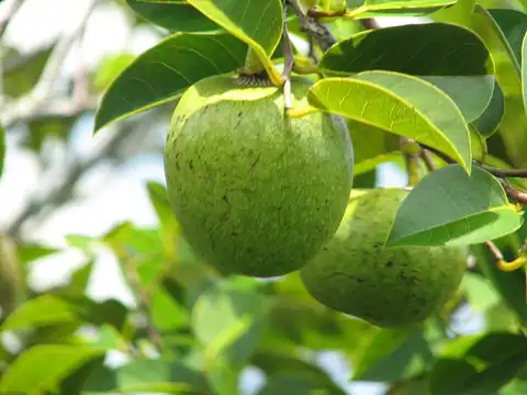 Foto dokumenter Annona glabra