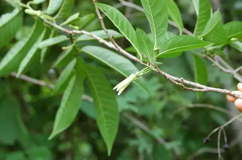 Foto dokumenter Annona reticulata