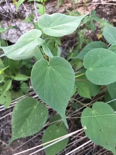 Foto dokumenter Anoda abutiloides