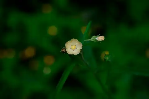 Foto dokumenter Anoda crenatiflora