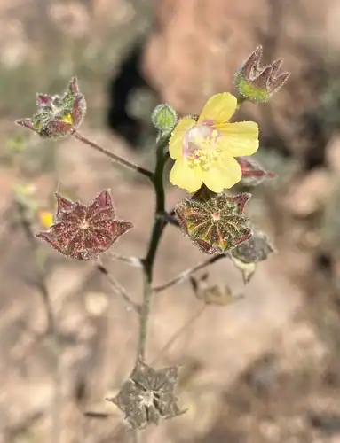 Foto dokumenter Anoda lanceolata