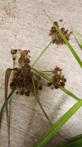 Foto dokumenter Scirpus georgianus