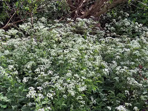 Foto dokumenter Anthriscus sylvestris