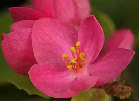 Foto dokumenter Antigonon leptopus
