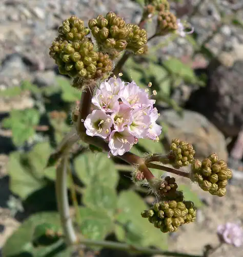 Foto dokumenter Anulocaulis annulatus