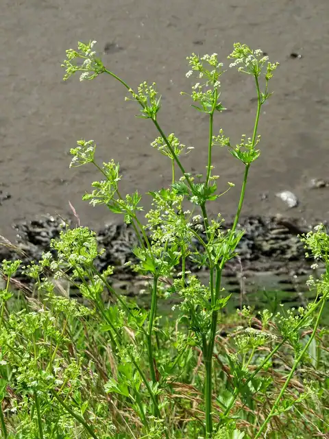 Foto dokumenter Apium graveolens