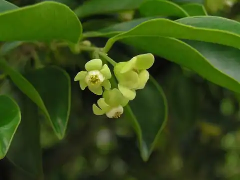 Foto dokumenter Aquilaria sinensis