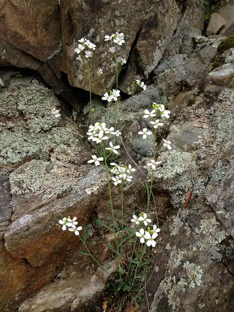Foto dokumenter Arabidopsis lyrata