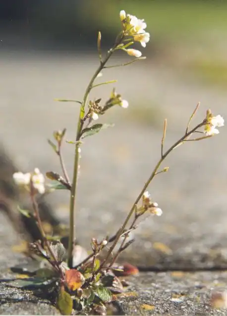 Foto dokumenter Arabidopsis thaliana