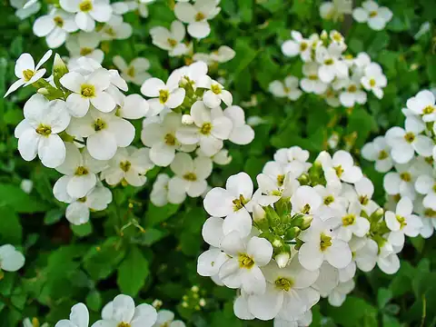 Arabis caucasica, dicatat sumber sebagai Arabis alpina subsp. caucasica.