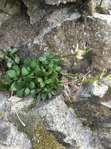 Foto dokumenter Arabis furcata