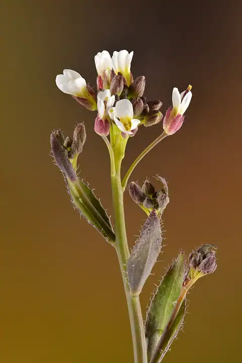 Foto dokumenter Arabis hirsuta